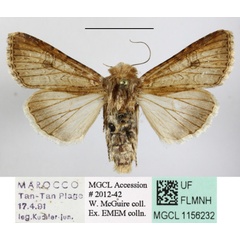 /filer/webapps/moths/media/images/T/trifolii_Anarta_A_MGCLa_01.JPG