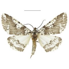 /filer/webapps/moths/media/images/R/rudicornis_Nothabraxas_AF_ZSM_01.jpg