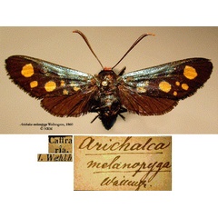 /filer/webapps/moths/media/images/M/melanopyga_Arichalca_HT_SNHMa.jpg