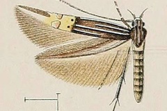 Cosmopterix coryphaea