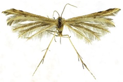 Hellinsia bidzilya