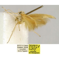 /filer/webapps/moths/media/images/C/coriella_Scythris_PT_BMNH_QmmEUVK.jpg