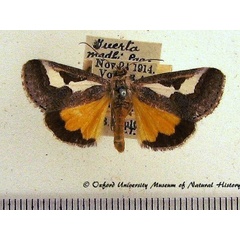 /filer/webapps/moths/media/images/M/mahdi_Hemituerta_A_OUMNH.JPG