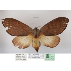 /filer/webapps/moths/media/images/E/enigmatica_Grellada_AF_MGCLa_01.JPG