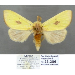 /filer/webapps/moths/media/images/P/pyrasa_Antheua_HT_Schintlmeister.jpg