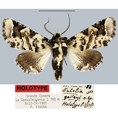 /filer/webapps/moths/media/images/G/galleyi_Eutelia_HT_MNHN.jpg