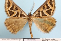 Pseudomaenas euglyphica