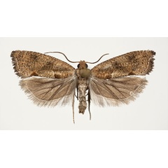 /filer/webapps/moths/media/images/M/multidentana_Cosmetra_PT_NHMO.jpg