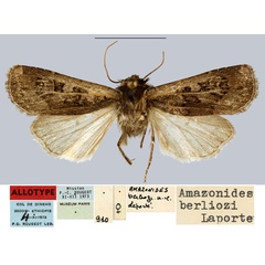 /filer/webapps/moths/media/images/B/berliozi_Amazonides_AT_MNHN.jpg