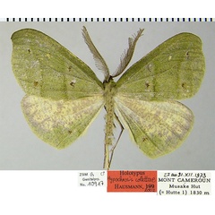 /filer/webapps/moths/media/images/C/colettae_Hypochrosis_HT_ZSMa.jpg