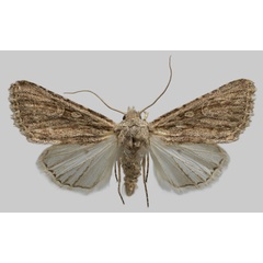 /filer/webapps/moths/media/images/S/stigmatica_Diadochia_AM_RBINS.jpg