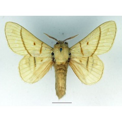 /filer/webapps/moths/media/images/M/monteiroi_Trichopisthia_AM_Basquin_01.jpg