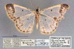 Zamarada flavicincta