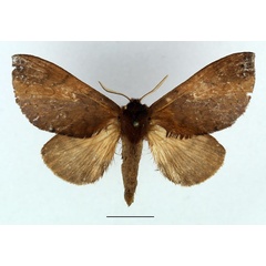 /filer/webapps/moths/media/images/P/punctillata_Europtera_AF_Basquin_02.jpg