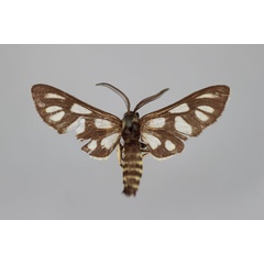 /filer/webapps/moths/media/images/A/amazoula_Epitoxis_HT_BMNH.jpg