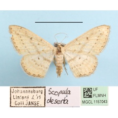 /filer/webapps/moths/media/images/D/deserta_Scopula_A_MGCLa_01.jpg