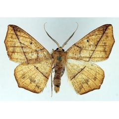 /filer/webapps/moths/media/images/P/pulverosa_Psilocerea_AM_TMSA.jpg