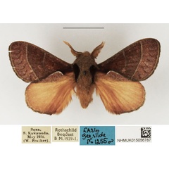/filer/webapps/moths/media/images/A/amblycalymma_Stoermeriana_AM_NHMUK.jpg