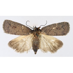 /filer/webapps/moths/media/images/V/vinacea_Isadelphina_AF_TMSA_01.jpg