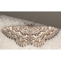 /filer/webapps/moths/media/images/I/inscriptata_Scopula_A_Heyns_02.jpg