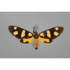 /filer/webapps/moths/media/images/C/contigua_Dubianaclia_A_BMNH.jpg