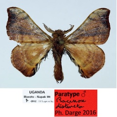 /filer/webapps/moths/media/images/D/distincta_Racinoa_PT_Basquin_01_p23ves7.jpg