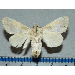 /filer/webapps/moths/media/images/M/maculata_Odontocheilopteryx_A_Goffb_01.JPG