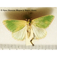/filer/webapps/moths/media/images/B/bacoti_Omphax_A_OUMNH.jpg
