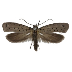 /filer/webapps/moths/media/images/G/griseomacula_Yponomeuta_PTM_BMNH.jpg