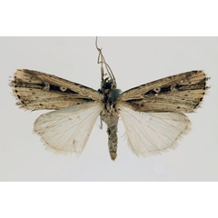 /filer/webapps/moths/media/images/A/annularis_Axylia_AM_RMCA.jpg