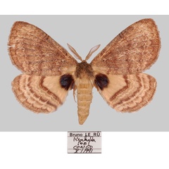 /filer/webapps/moths/media/images/D/dannfelti_Janomima_AM_Basquina.jpg