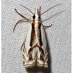 /filer/webapps/moths/media/images/A/attis_Crambus_A_Braun_03.jpg