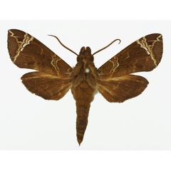 /filer/webapps/moths/media/images/A/achlora_Antinephele_AM_Basquin_02a.jpg