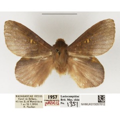 /filer/webapps/moths/media/images/S/stumpffii_Lechriolepis_AM_NHMUK.jpg