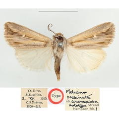 /filer/webapps/moths/media/images/C/cinereopicta_Meliana_HT_BMNH.jpg