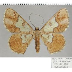 /filer/webapps/moths/media/images/O/opala_Zamarada_AF_ZSM.jpg