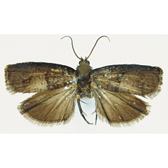 /filer/webapps/moths/media/images/A/amaniana_Cydia_HT_ZMJU.jpg