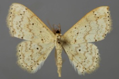 Scopula sparsipunctata sparsipunctata