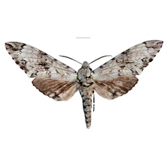 /filer/webapps/moths/media/images/R/roesslerorum_Covelliana_HT_SMCR.jpg