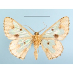 /filer/webapps/moths/media/images/C/chrysopa_Zamarada_A_MGCLb_01.JPG