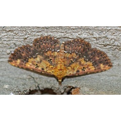 /filer/webapps/moths/media/images/T/thermesialis_Cerynea_A_Voaden_02.jpg