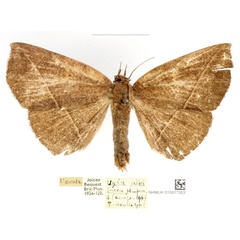 /filer/webapps/moths/media/images/A/albilinea_Ugia_AF_BMNH_deJL1Uy.jpg