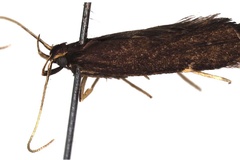 Thubdora narusia