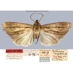 /filer/webapps/moths/media/images/D/duplex_Mythimna_HT_MNHN.jpg