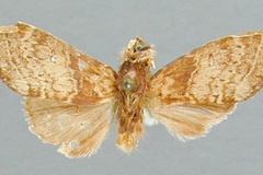 Eurystauropsis aequa