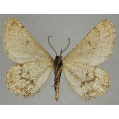 /filer/webapps/moths/media/images/S/simplex_Parectropis_AM_ZSMb.jpg