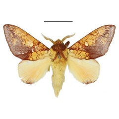 /filer/webapps/moths/media/images/I/igneata_Hypotrabala_PTM_ANHRT.jpg