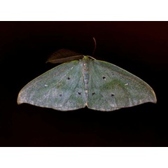 /filer/webapps/moths/media/images/O/ocellata_Omizodes_A_Wursten.jpg