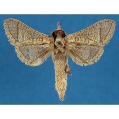 /filer/webapps/moths/media/images/U/ueleensis_Haberlandia_HT_RMCA_ie7PL2a.jpg