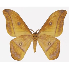 /filer/webapps/moths/media/images/P/petiveri_Gonimbrasia_AM_Basquin_02b.jpg